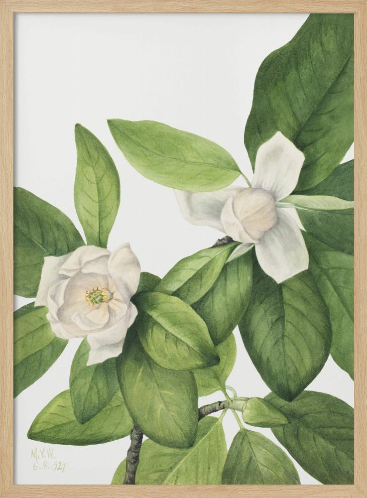 Sweetbay (1927) - Stretched Canvas, Poster or Fine Art Print I Heart Wall Art