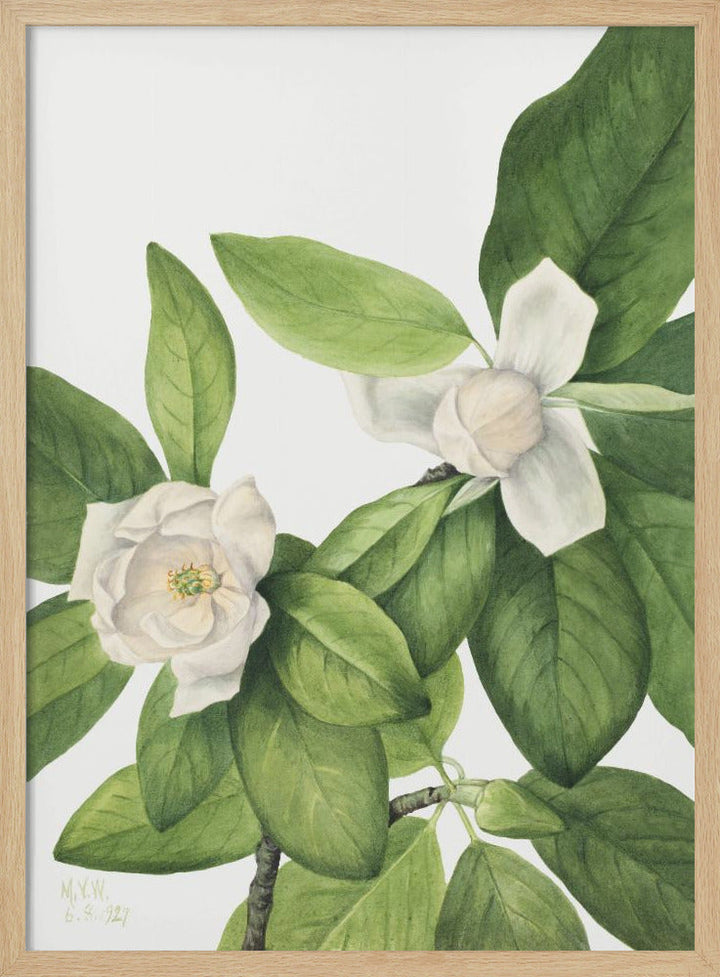 Sweetbay (1927) - Stretched Canvas, Poster or Fine Art Print I Heart Wall Art
