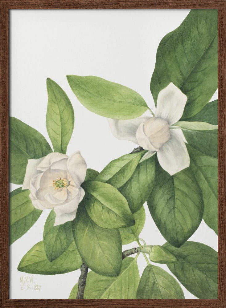 Sweetbay (1927) - Stretched Canvas, Poster or Fine Art Print I Heart Wall Art