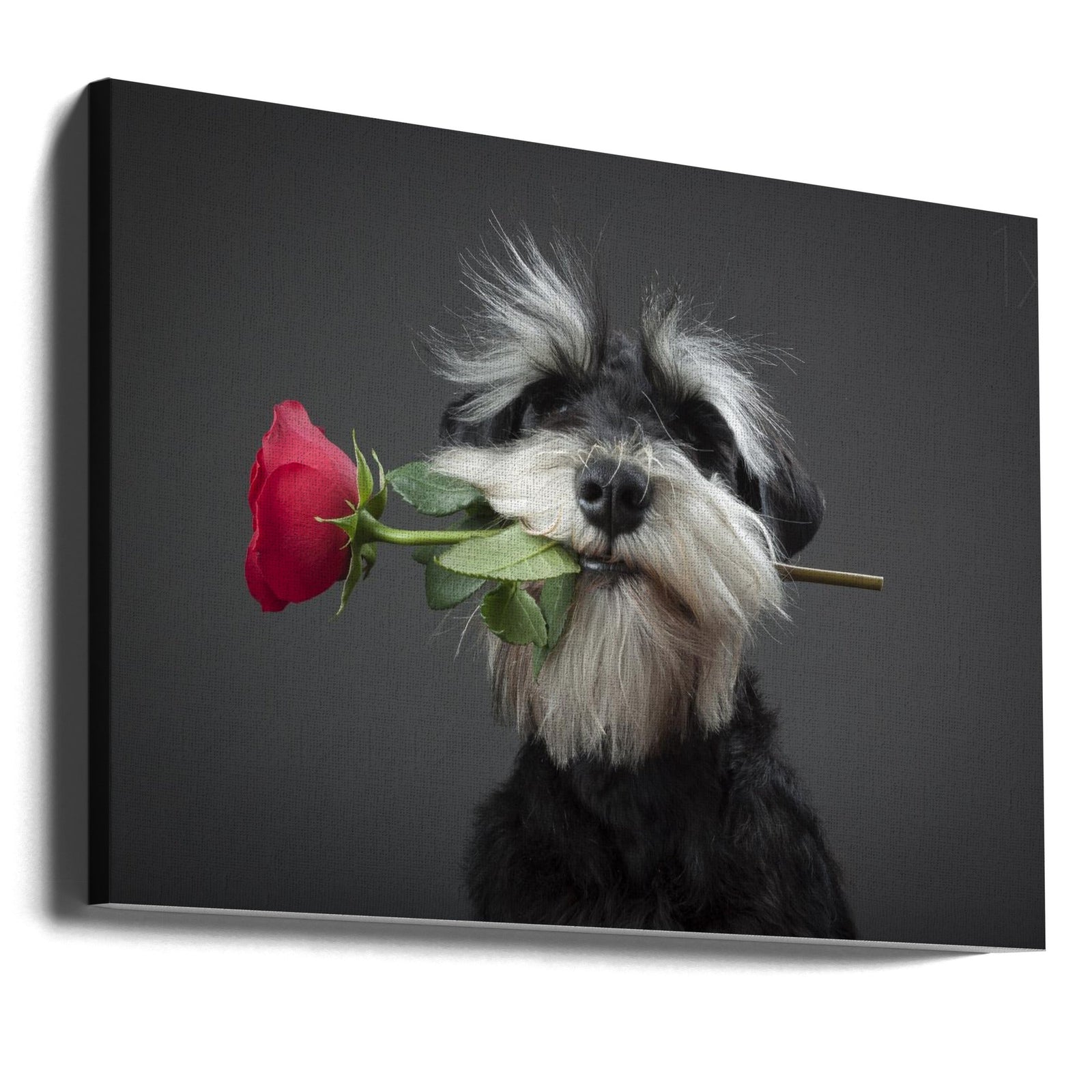 Tango Dancer - Stretched Canvas, Poster or Fine Art Print I Heart Wall Art
