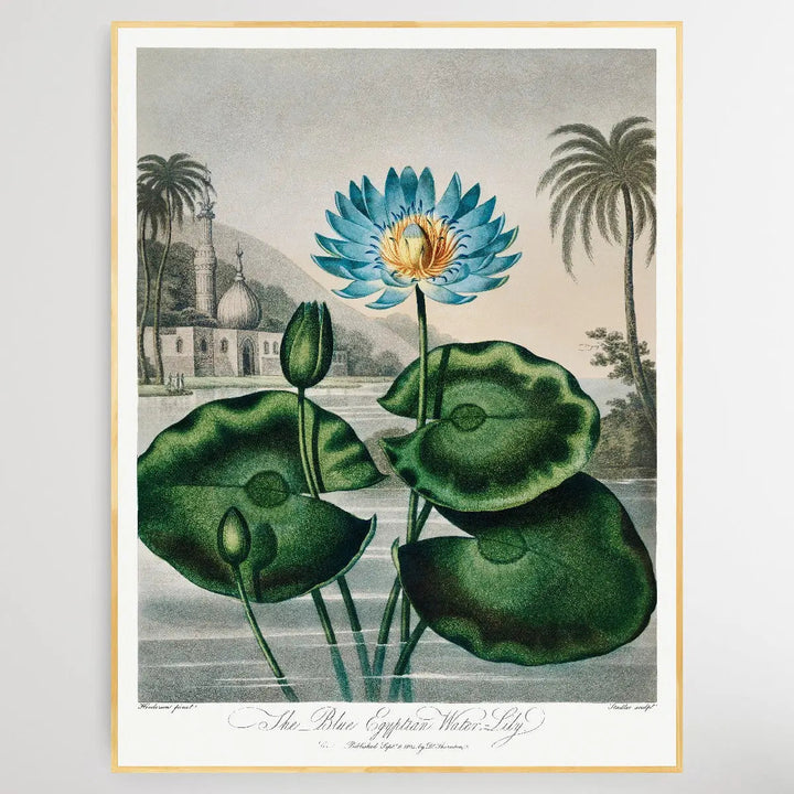 The Blue Egyptian Water-Lily (1807) by Robert John Thornton I Heart Wall Art Australia 