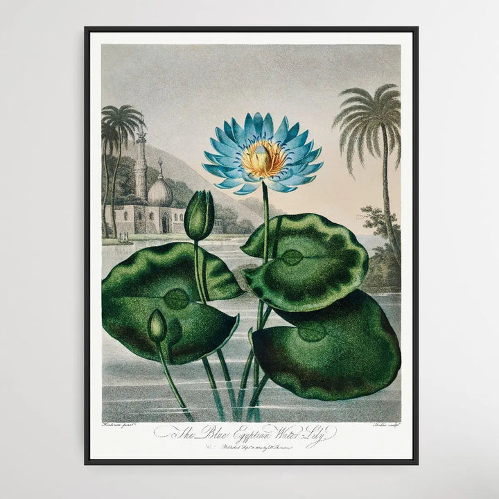 The Blue Egyptian Water-Lily (1807) by Robert John Thornton I Heart Wall Art Australia 