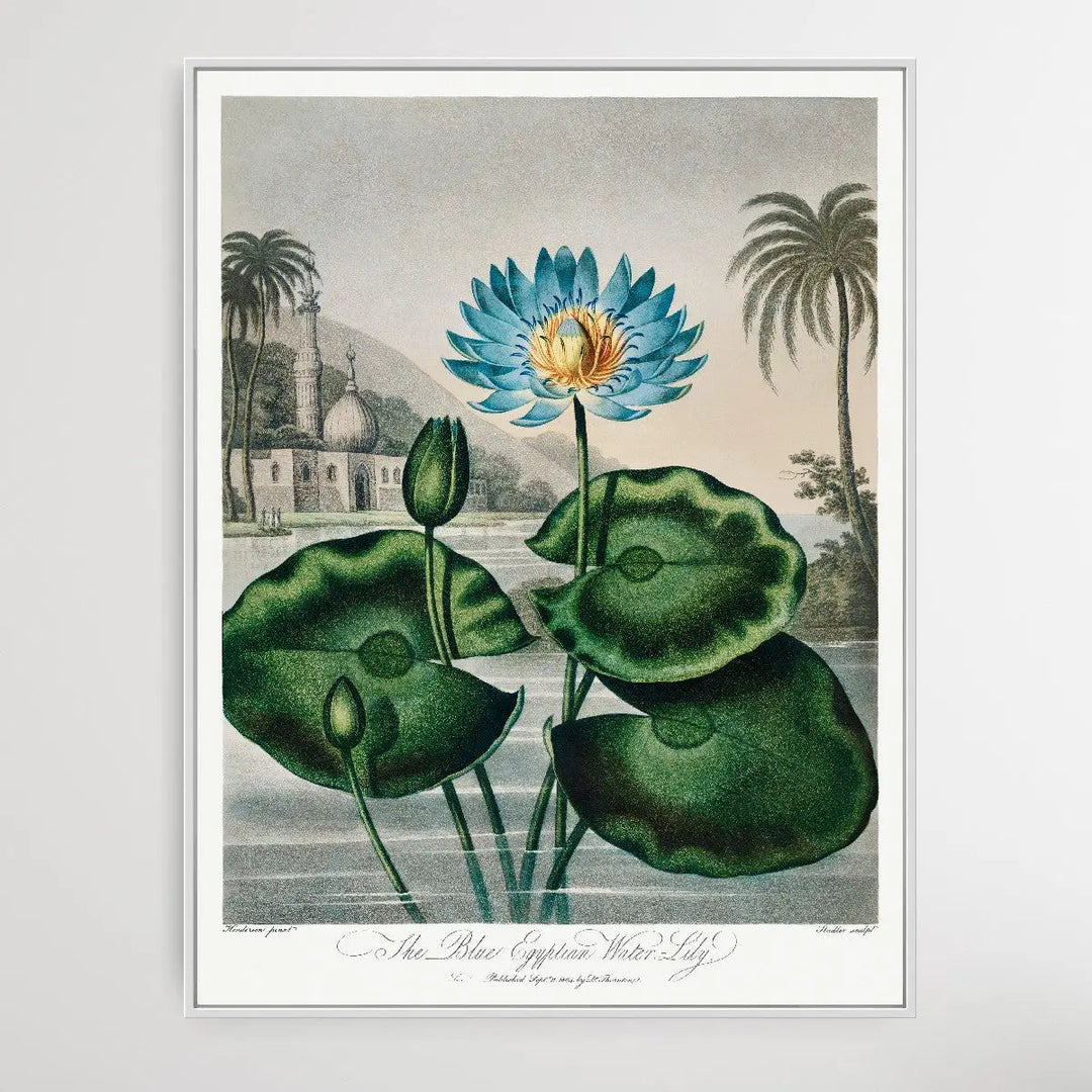 The Blue Egyptian Water-Lily (1807) by Robert John Thornton I Heart Wall Art Australia 