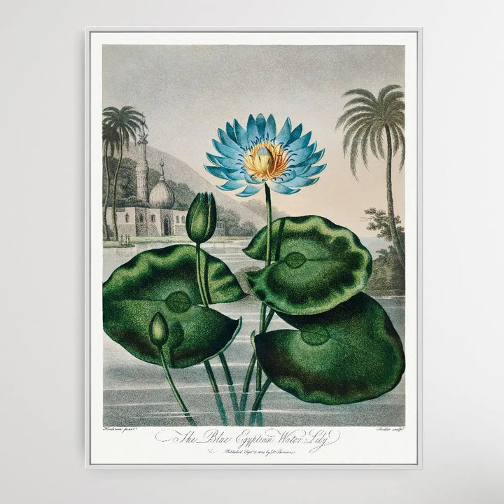 The Blue Egyptian Water-Lily (1807) by Robert John Thornton I Heart Wall Art Australia 