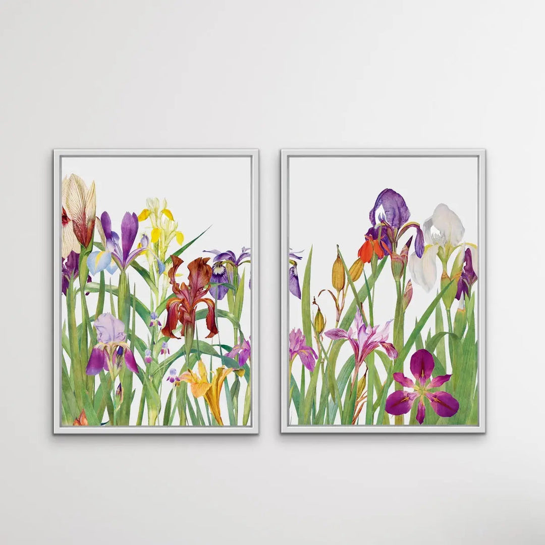 The Genus Iris (1913) - Two Piece Print Set by William Rickatson Dykes - I Heart Wall Art
