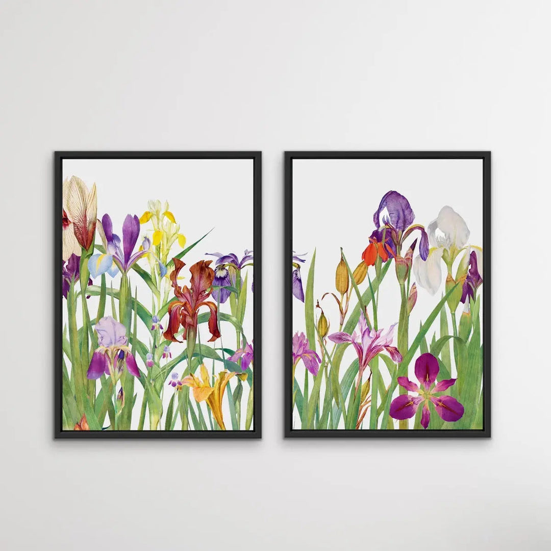 The Genus Iris (1913) - Two Piece Print Set by William Rickatson Dykes - I Heart Wall Art