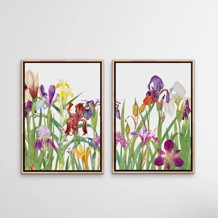 The Genus Iris (1913) - Two Piece Print Set by William Rickatson Dykes - I Heart Wall Art