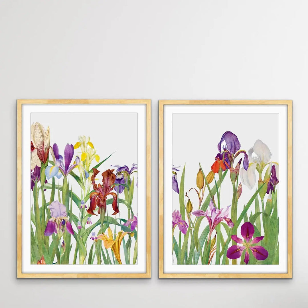 The Genus Iris (1913) - Two Piece Print Set by William Rickatson Dykes - I Heart Wall Art