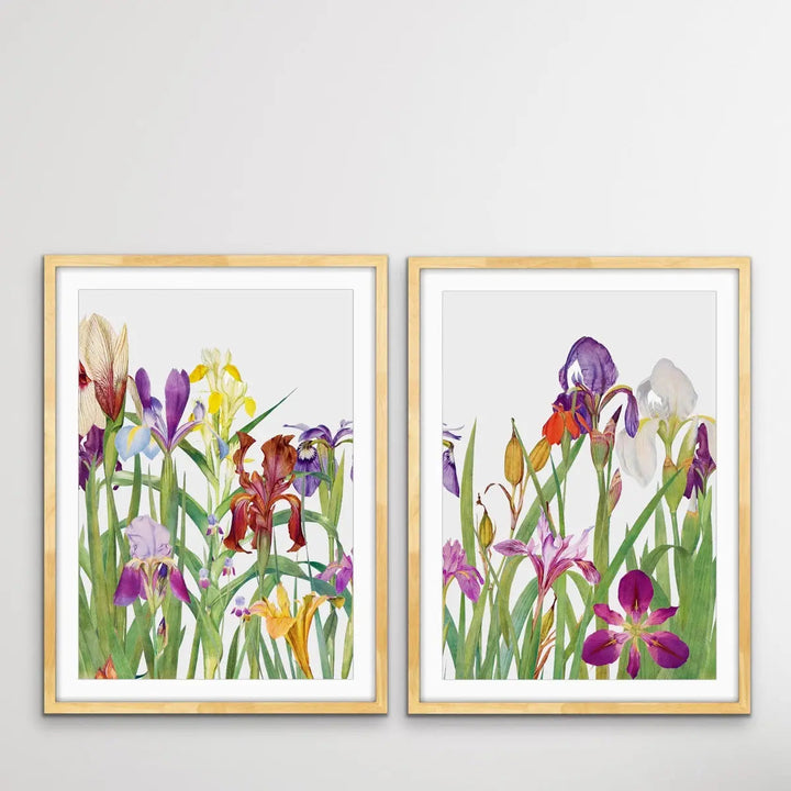 The Genus Iris (1913) - Two Piece Print Set by William Rickatson Dykes - I Heart Wall Art