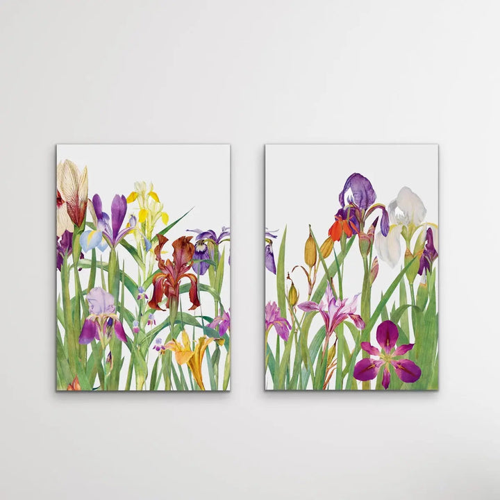 The Genus Iris (1913) - Two Piece Print Set by William Rickatson Dykes - I Heart Wall Art