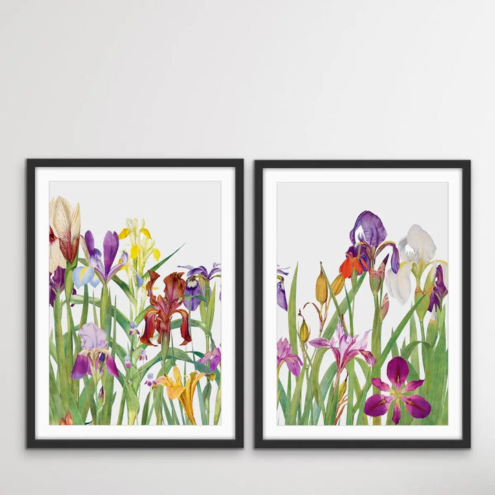 The Genus Iris (1913) - Two Piece Print Set by William Rickatson Dykes - I Heart Wall Art