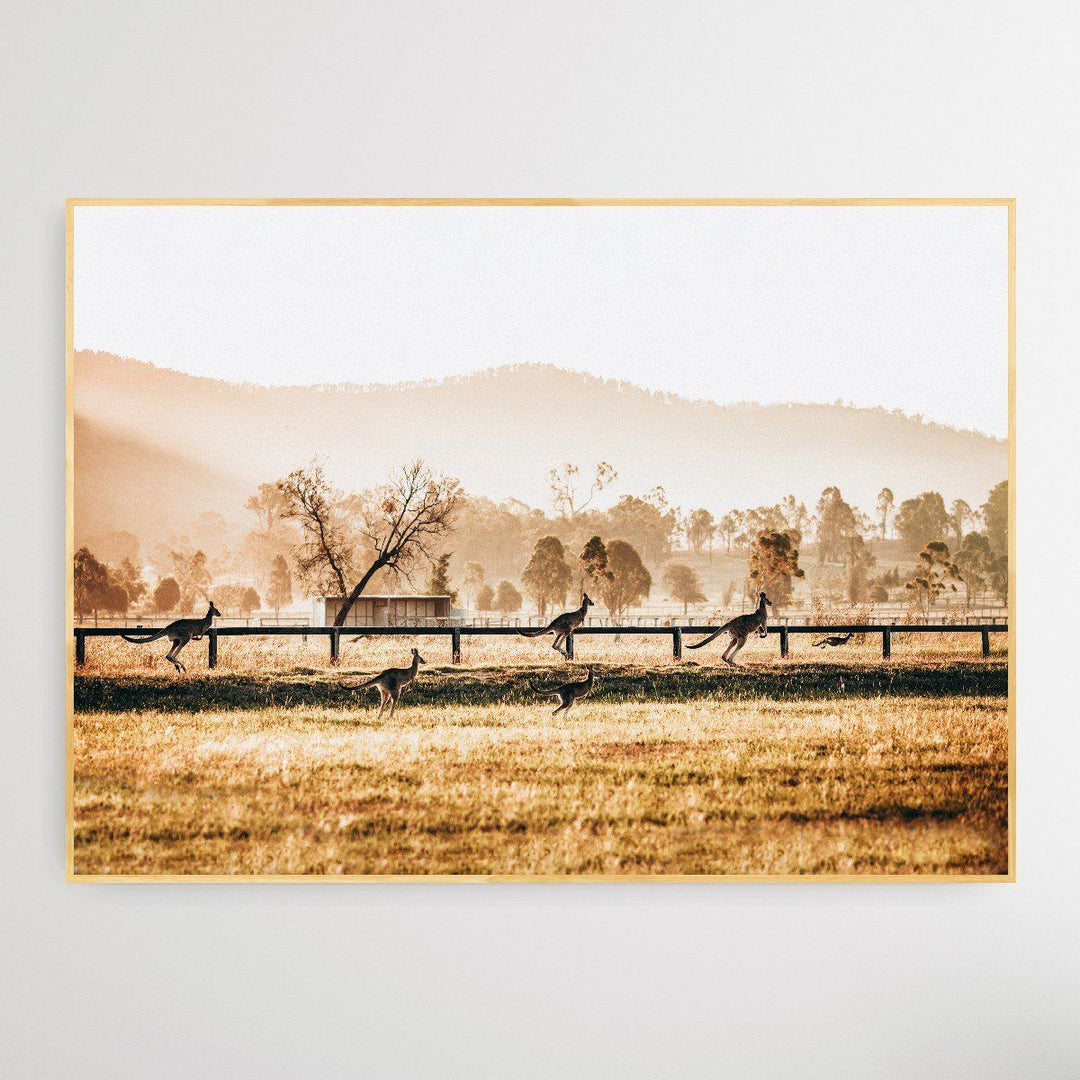 The Home Stretch - Kangaroo Paddock Photographic Art Print - I Heart Wall Art