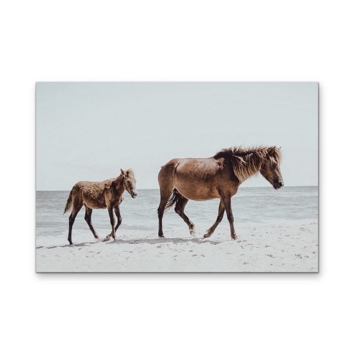 The Horse Beach - Photographic Art Print of Horse and Foal - I Heart Wall Art - Poster Print, Canvas Print or Framed Art Print