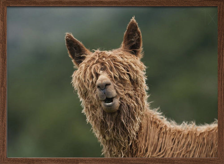 The Muppet Show - Stretched Canvas, Poster or Fine Art Print I Heart Wall Art