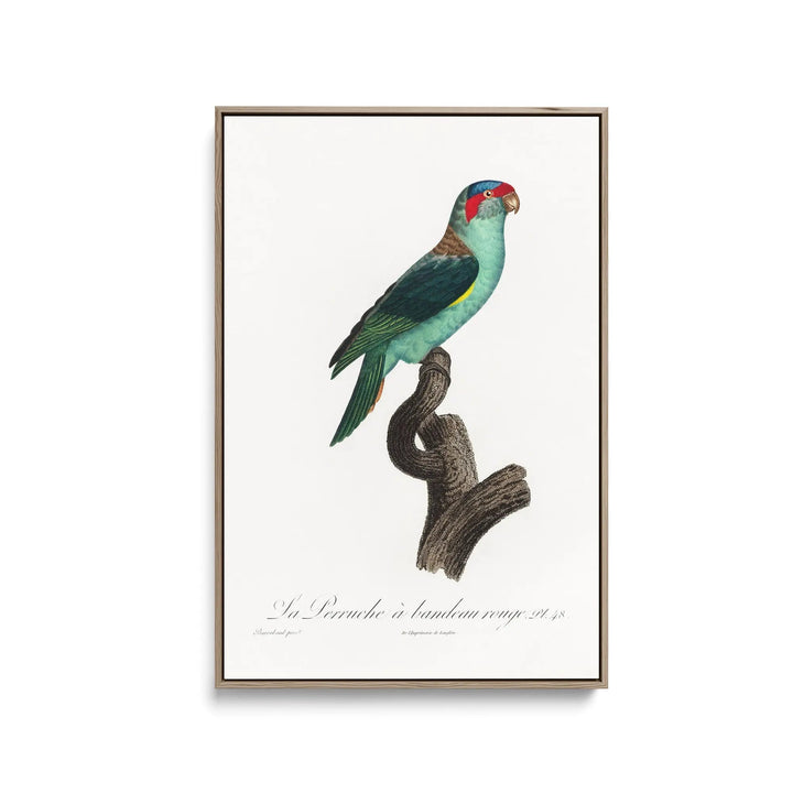 The Musk Lorikeet, Glossopsitta concinna from Natural History of Parrots (1801—1805) by Francois Levaillant - Stretched Canvas Print or Framed Fine Art Print - Artwork I Heart Wall Art Australia 