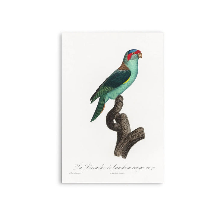 The Musk Lorikeet, Glossopsitta concinna from Natural History of Parrots (1801—1805) by Francois Levaillant - Stretched Canvas Print or Framed Fine Art Print - Artwork I Heart Wall Art Australia 