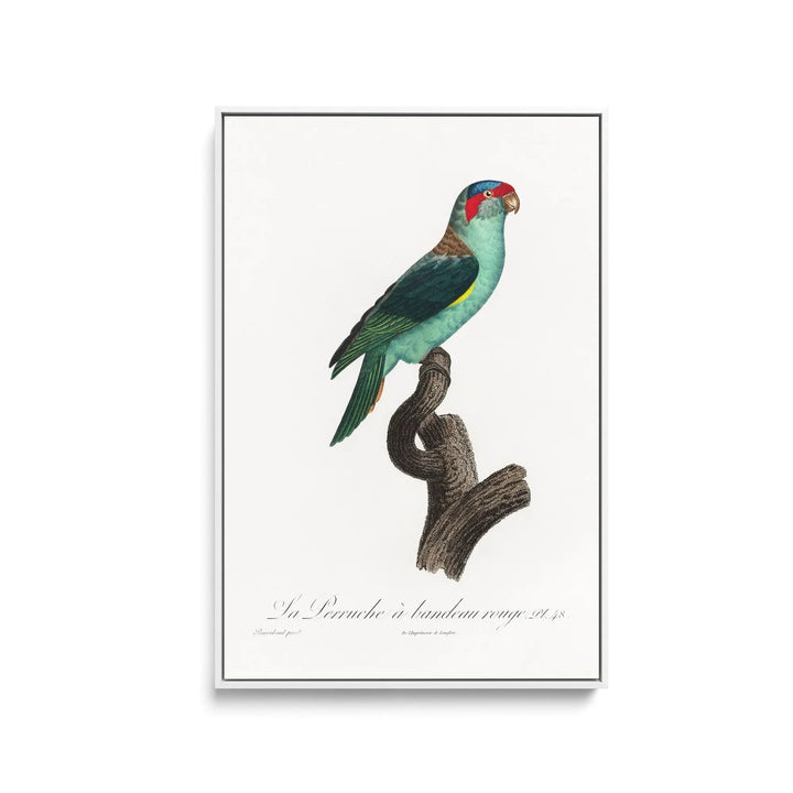 The Musk Lorikeet, Glossopsitta concinna from Natural History of Parrots (1801—1805) by Francois Levaillant - Stretched Canvas Print or Framed Fine Art Print - Artwork I Heart Wall Art Australia 