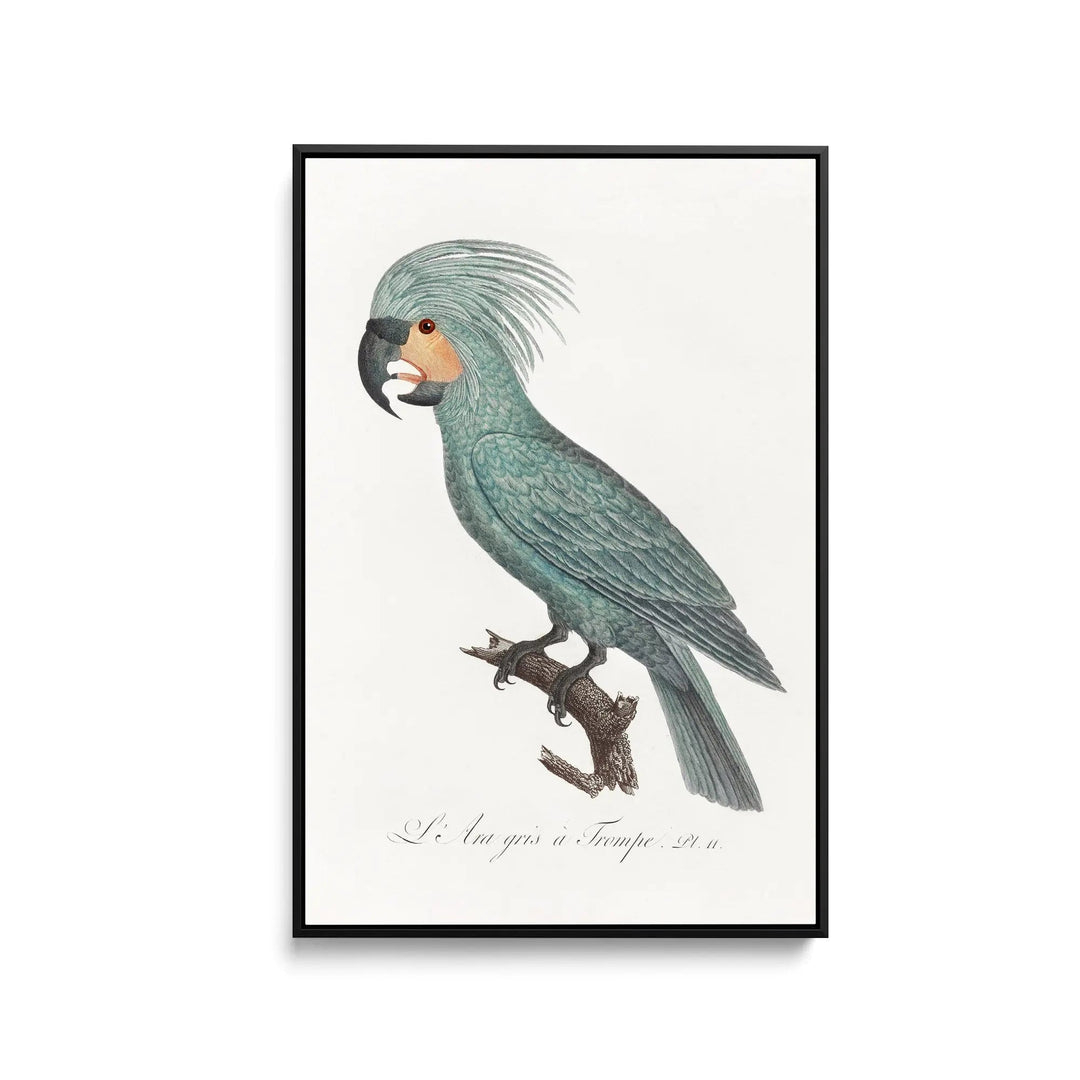 The Palm Cockatoo (Probosciger aterrimus) from Natural History of Parrots (1801—1805) by Francois Levaillant - Stretched Canvas Print or Framed Fine Art Print - Artwork I Heart Wall Art Australia 