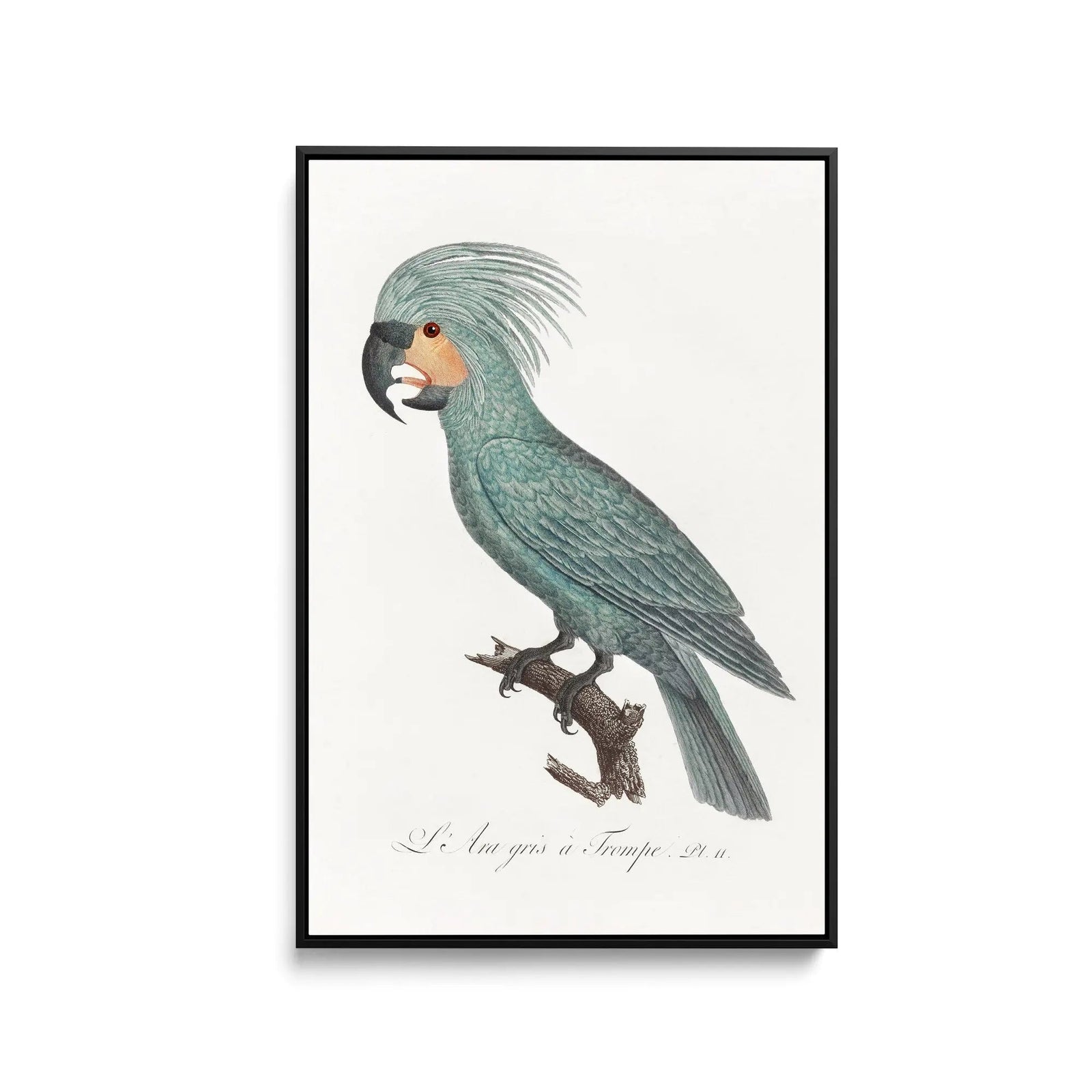 The Palm Cockatoo (Probosciger aterrimus) from Natural History of Parrots (1801—1805) by Francois Levaillant - Stretched Canvas Print or Framed Fine Art Print - Artwork I Heart Wall Art Australia 
