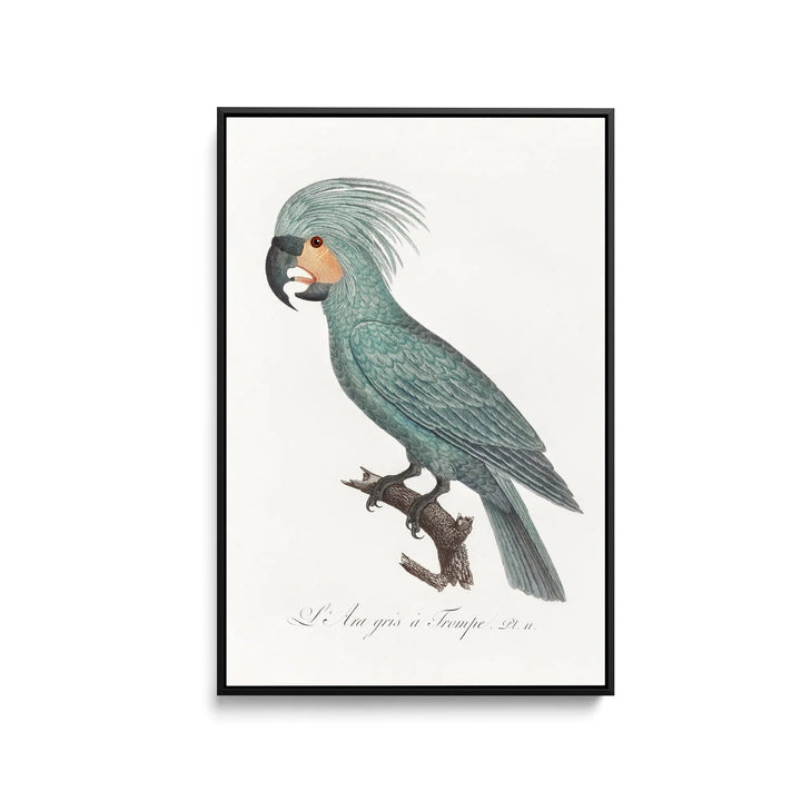 The Palm Cockatoo (Probosciger aterrimus) from Natural History of Parrots (1801—1805) by Francois Levaillant - Stretched Canvas Print or Framed Fine Art Print - Artwork I Heart Wall Art Australia 