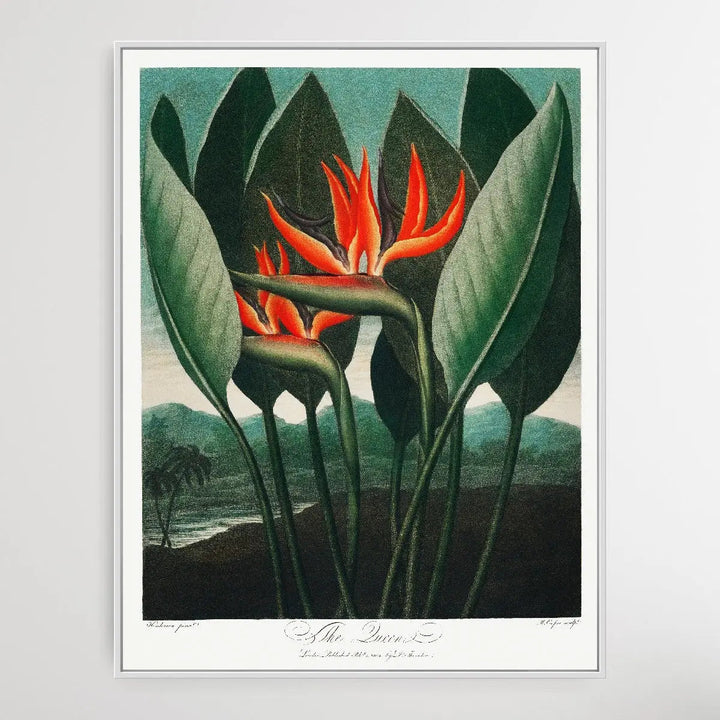 The QueenPlant (1807) by Robert John Thornton I Heart Wall Art Australia 