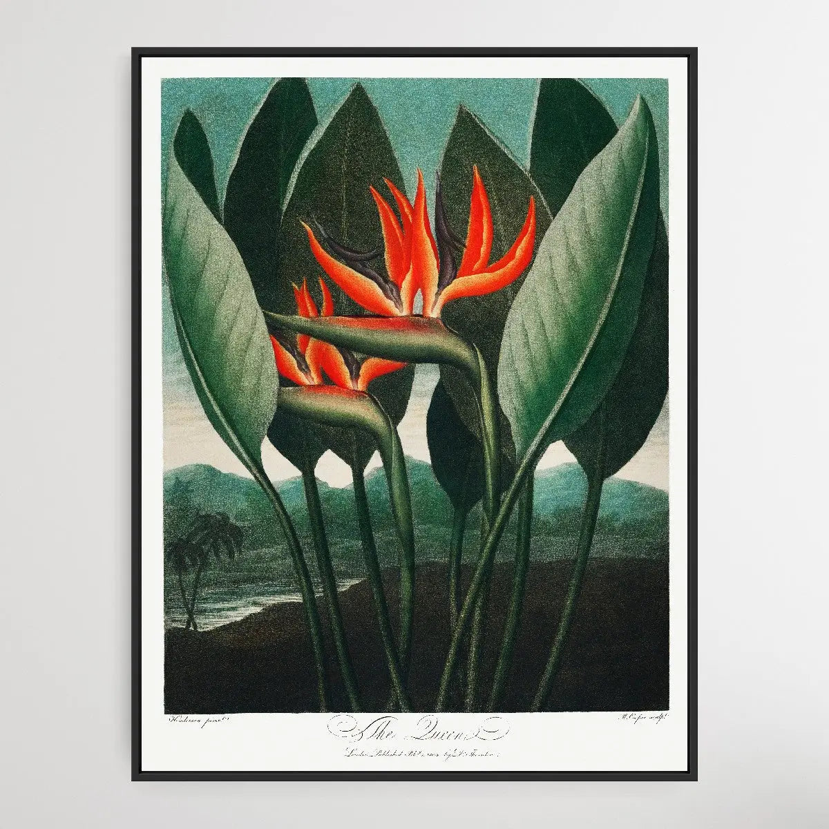 The QueenPlant (1807) by Robert John Thornton I Heart Wall Art Australia 