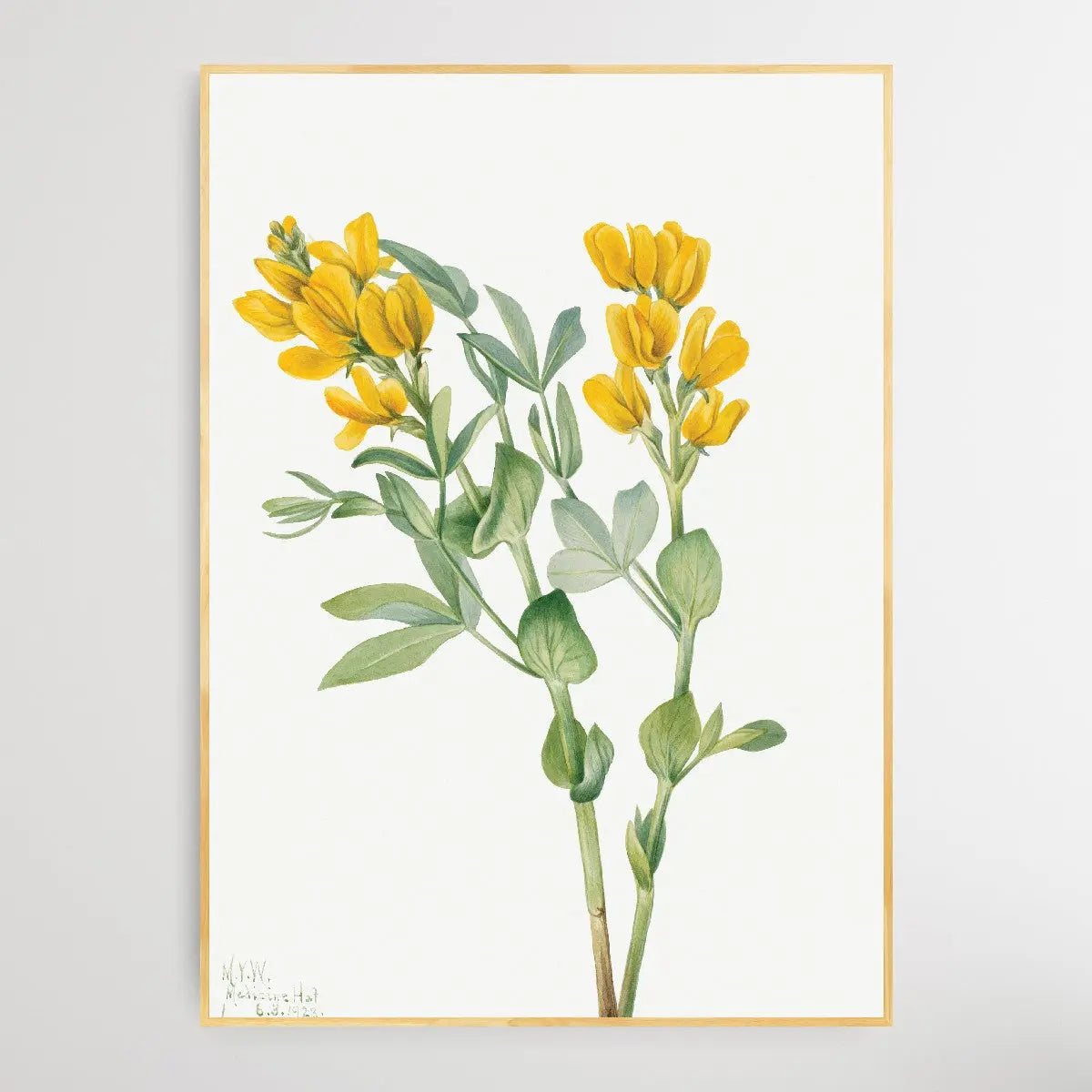 Thermopsis rhombifolia (1923) by Mary Vaux Walcott I Heart Wall Art Australia 