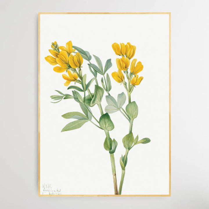 Thermopsis rhombifolia (1923) by Mary Vaux Walcott I Heart Wall Art Australia 