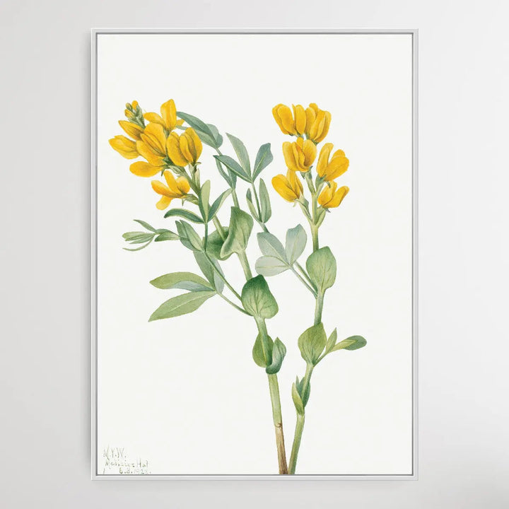 Thermopsis rhombifolia (1923) by Mary Vaux Walcott I Heart Wall Art Australia 