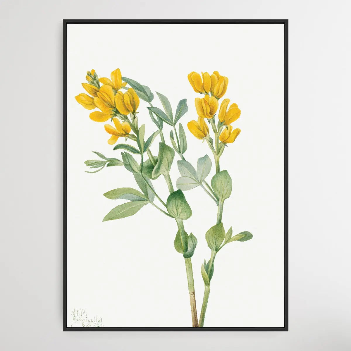 Thermopsis rhombifolia (1923) by Mary Vaux Walcott I Heart Wall Art Australia 