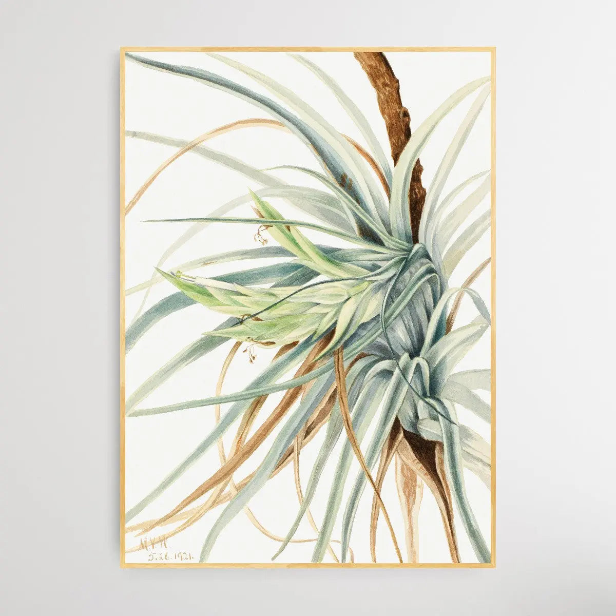 Tillandsia fasciculata (1921) by Mary Vaux Walcott I Heart Wall Art Australia 