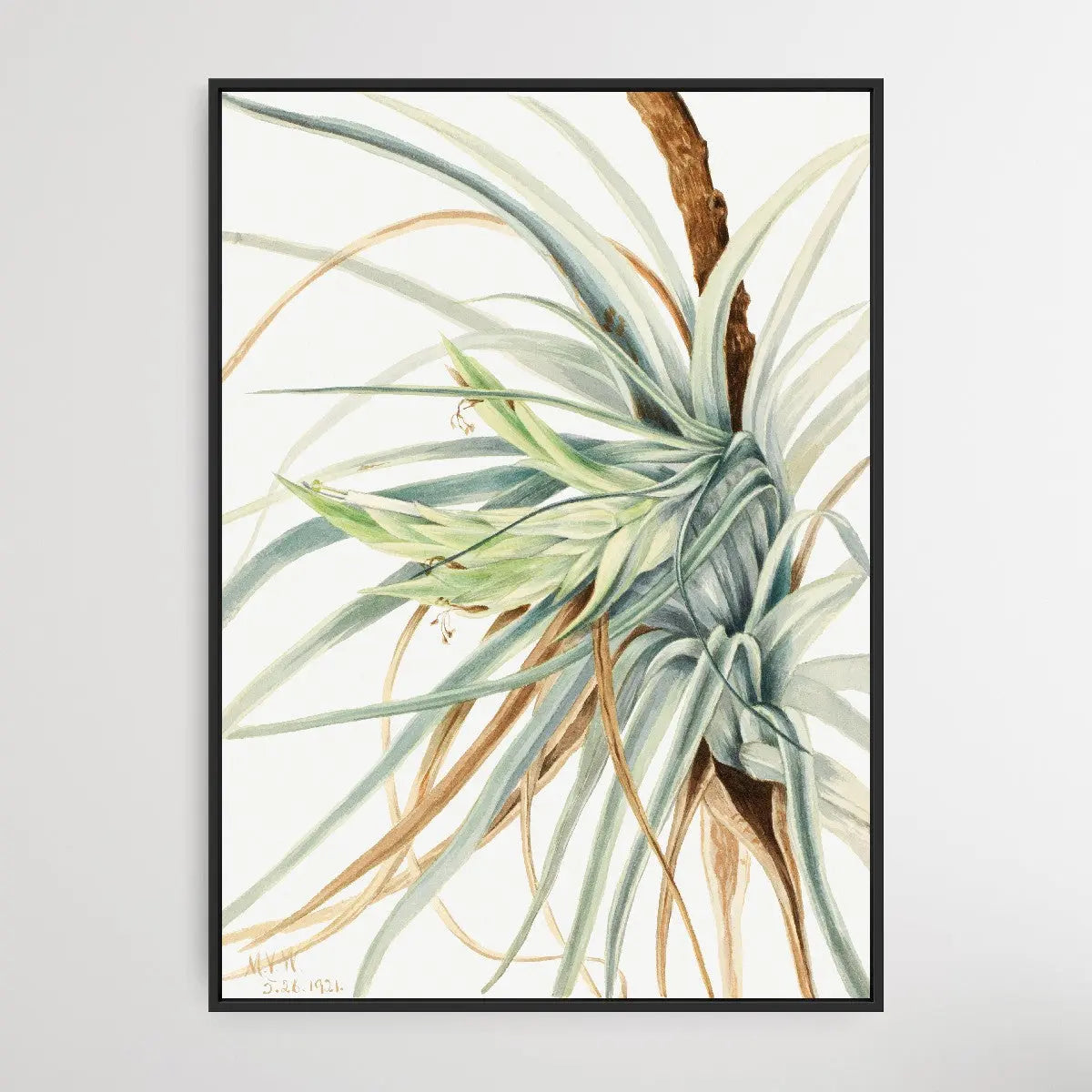 Tillandsia fasciculata (1921) by Mary Vaux Walcott I Heart Wall Art Australia 
