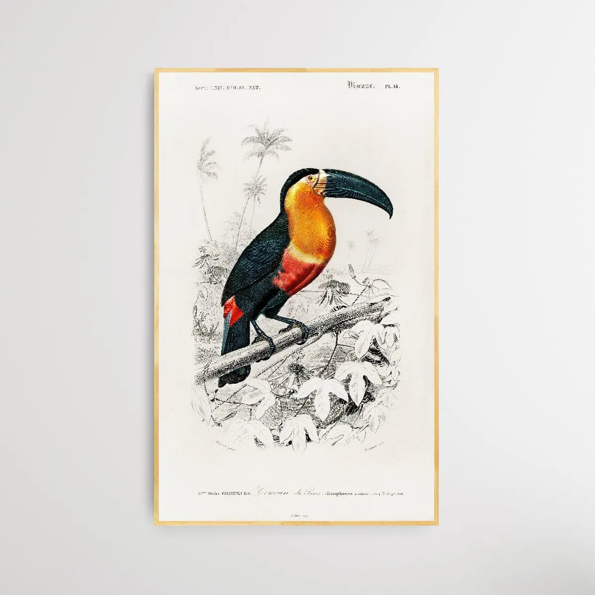 Toucan by Charles Dessalines D' Orbigny (1806-1876) I Heart Wall Art Australia 
