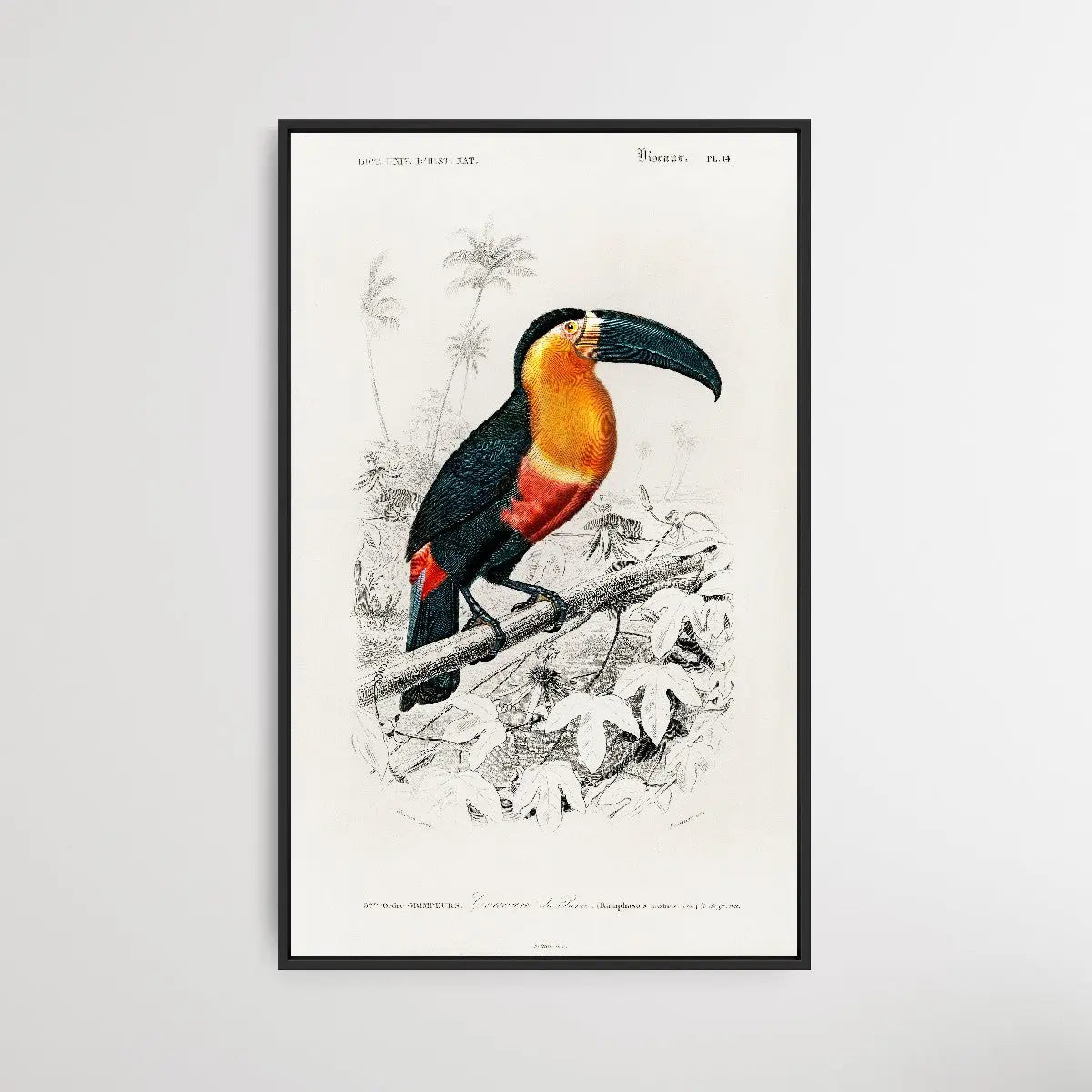 Toucan by Charles Dessalines D' Orbigny (1806-1876) I Heart Wall Art Australia 