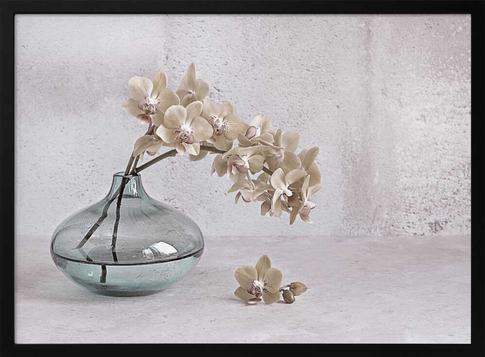 Tranquility - Floral Photographic Stretched Canvas Poster or Fine Art Print