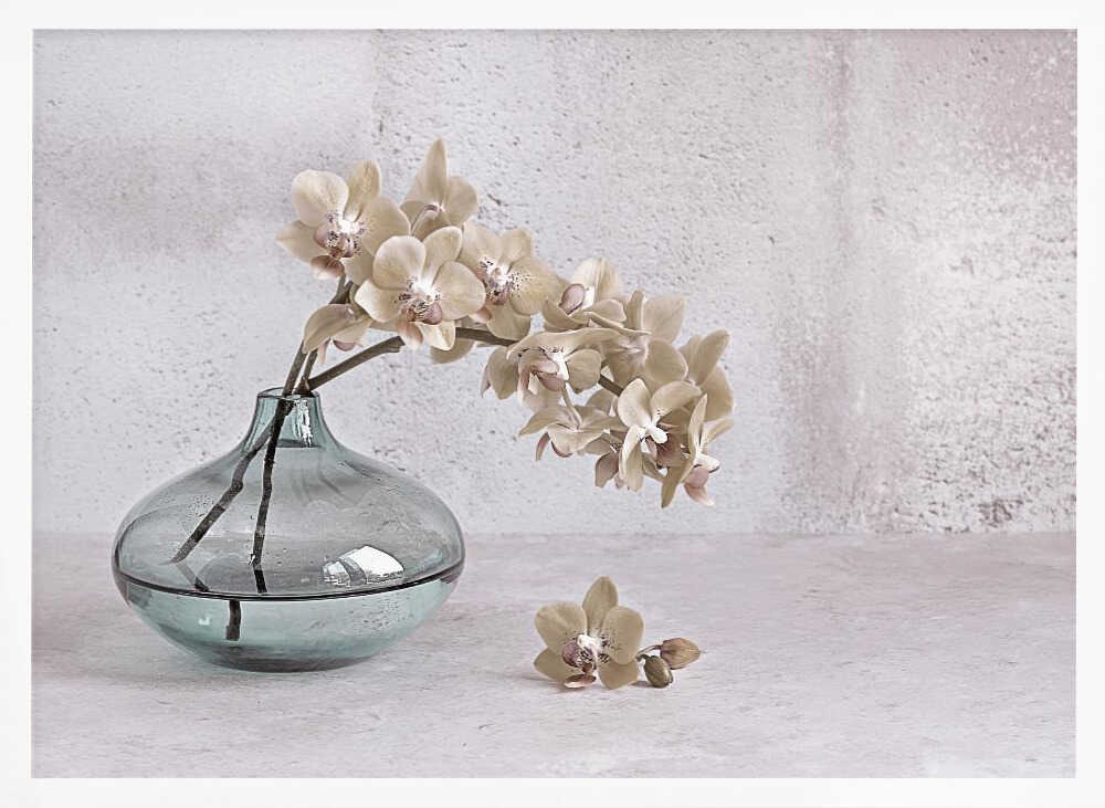 Tranquility - Floral Photographic Stretched Canvas Poster or Fine Art Print