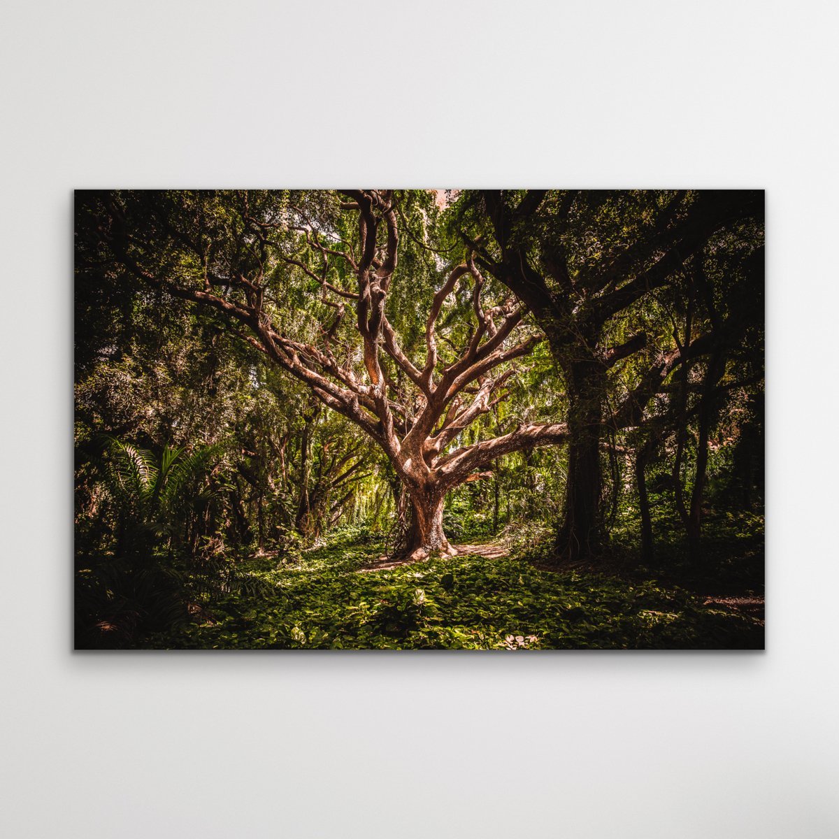 Tree Of Life -  Photographic Tree Forest Nature Stretched Canvas Wall Art Print I Heart Wall Art Australia 