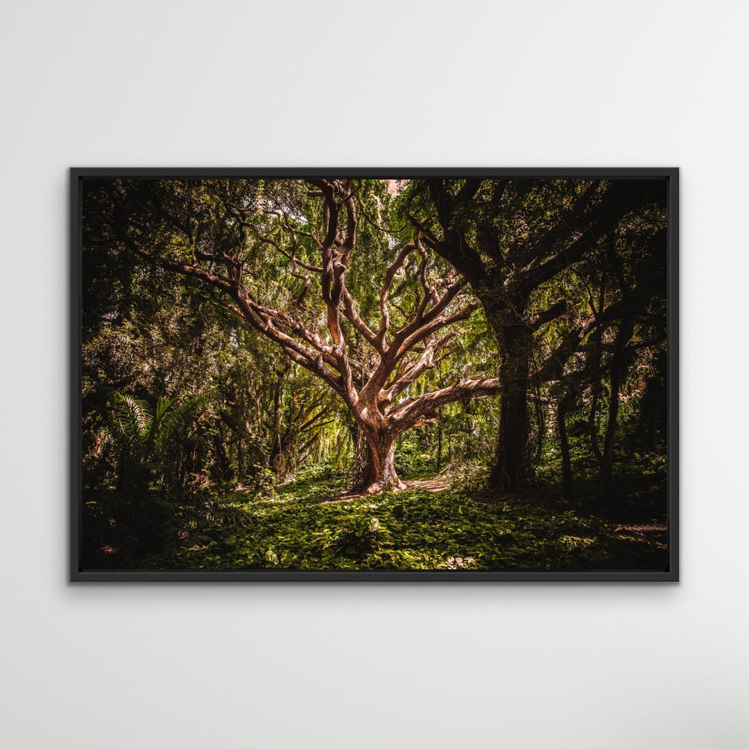 Tree Of Life -  Photographic Tree Forest Nature Stretched Canvas Wall Art Print I Heart Wall Art Australia 