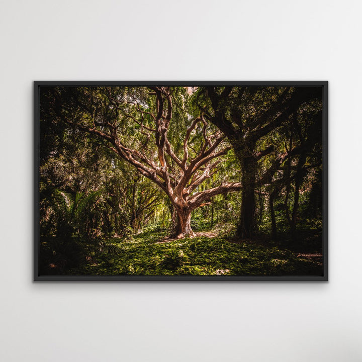 Tree Of Life -  Photographic Tree Forest Nature Stretched Canvas Wall Art Print I Heart Wall Art Australia 