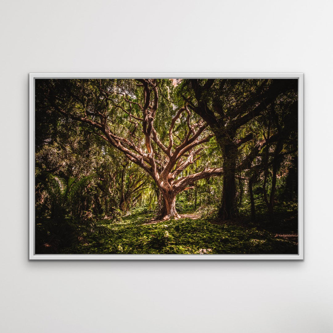 Tree Of Life -  Photographic Tree Forest Nature Stretched Canvas Wall Art Print I Heart Wall Art Australia 