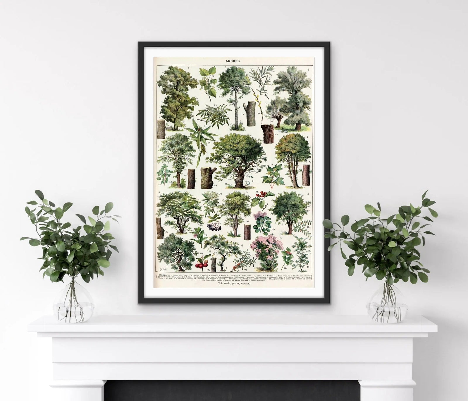 Trees/Voir Foret Vintage Scientific Chart - Stretched Canvas Print or Framed Fine Art Print - Artwork I Heart Wall Art Australia