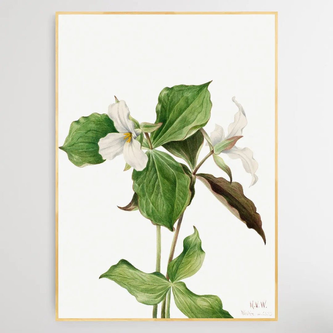 Trillium grandiflorum (1923) by Mary Vaux Walcott I Heart Wall Art Australia 