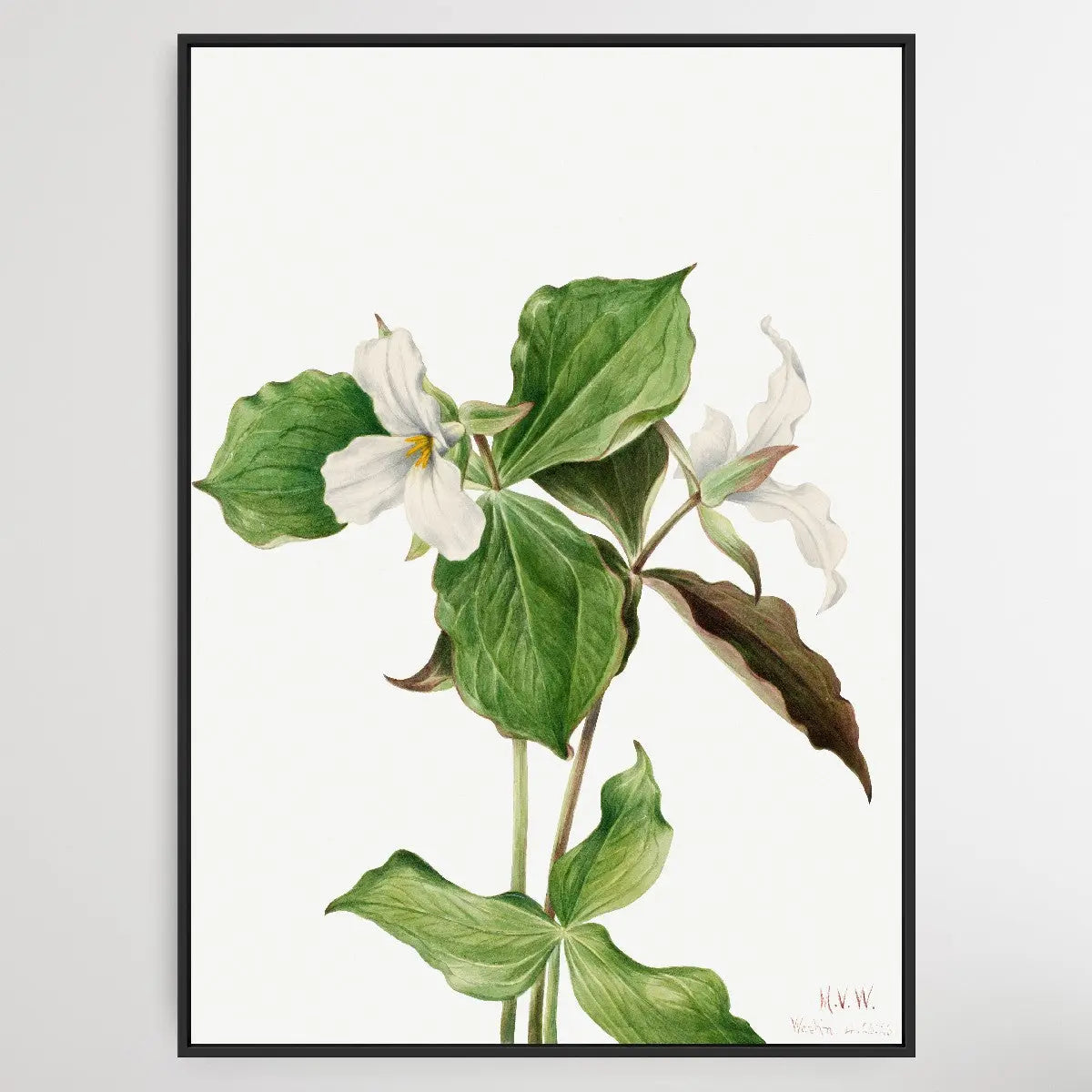 Trillium grandiflorum (1923) by Mary Vaux Walcott I Heart Wall Art Australia 
