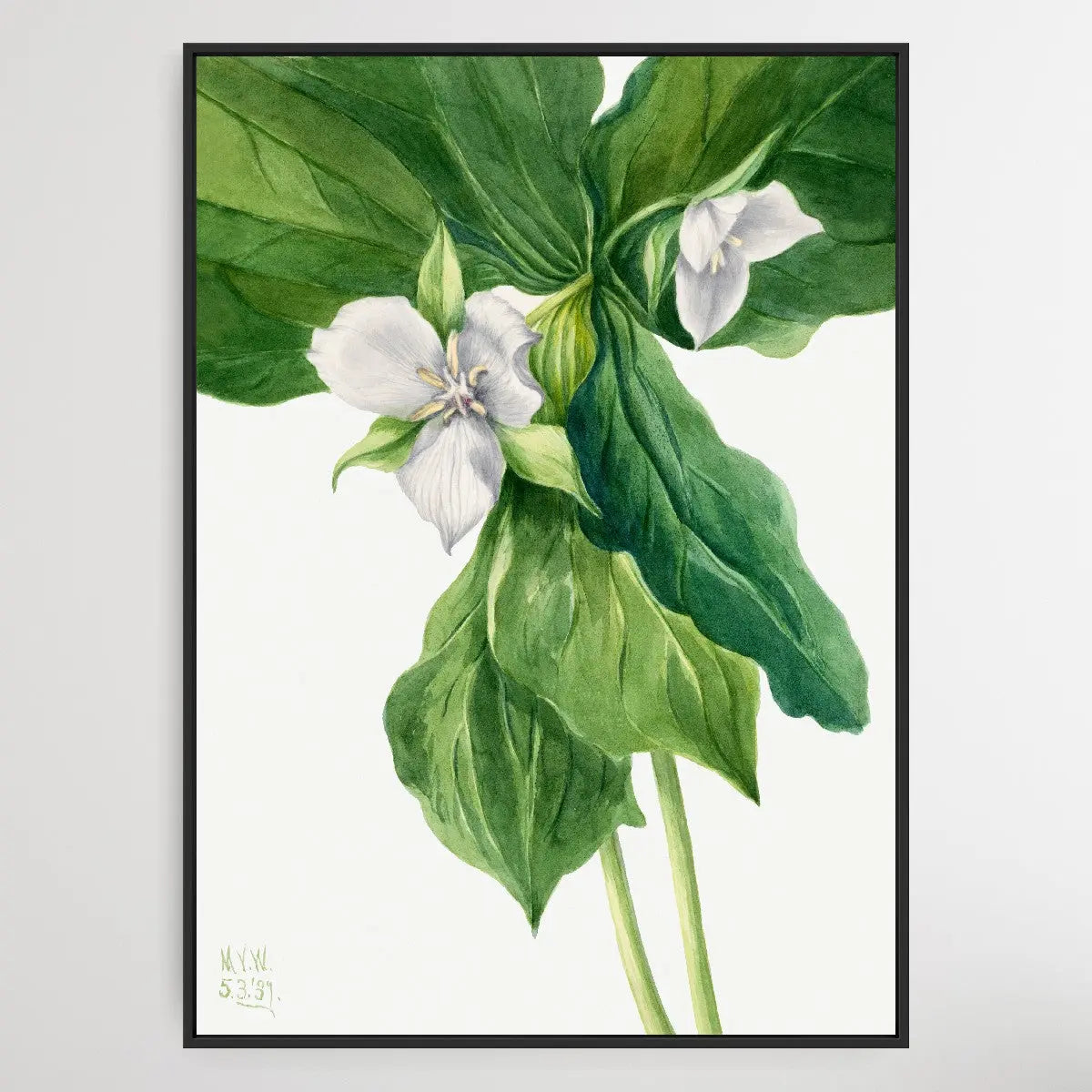 Trillium simile (1939) by Mary Vaux Walcott I Heart Wall Art Australia 