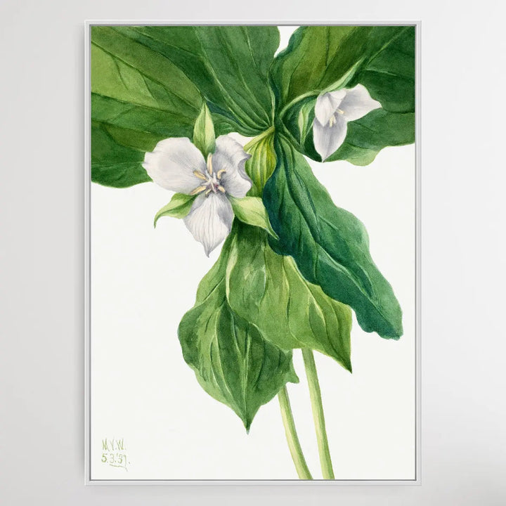 Trillium simile (1939) by Mary Vaux Walcott I Heart Wall Art Australia 
