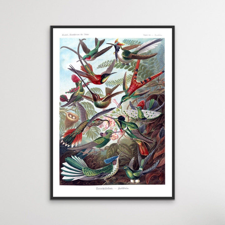 Trochilidae Hummingbird - Vintage Bird Illustration - I Heart Wall Art