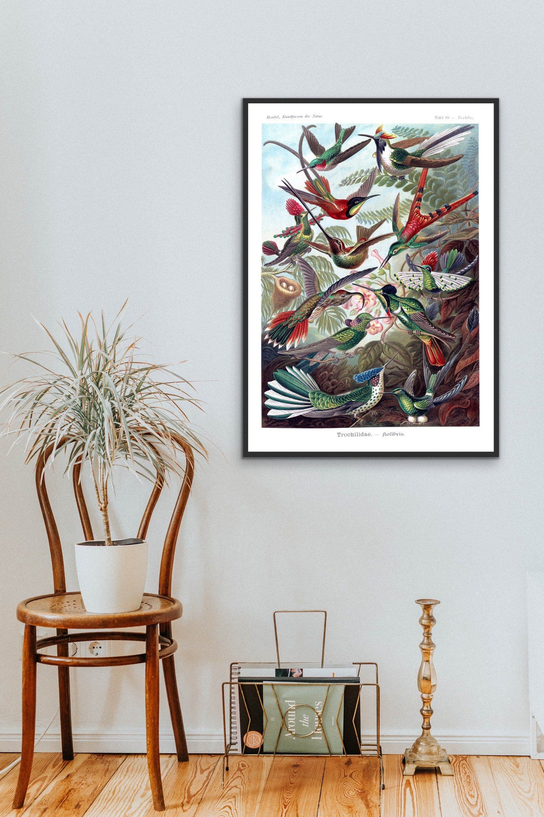 Trochilidae Hummingbird - Vintage Bird Illustration - I Heart Wall Art