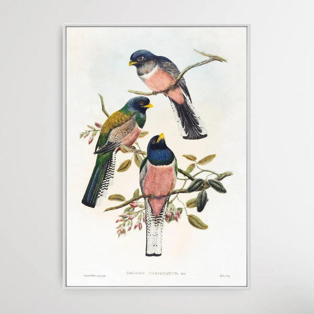 Trogan Variegatus (18041908) I Heart Wall Art Australia 