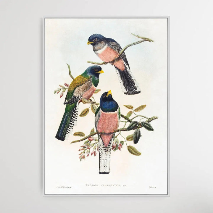 Trogan Variegatus (18041908) I Heart Wall Art Australia 