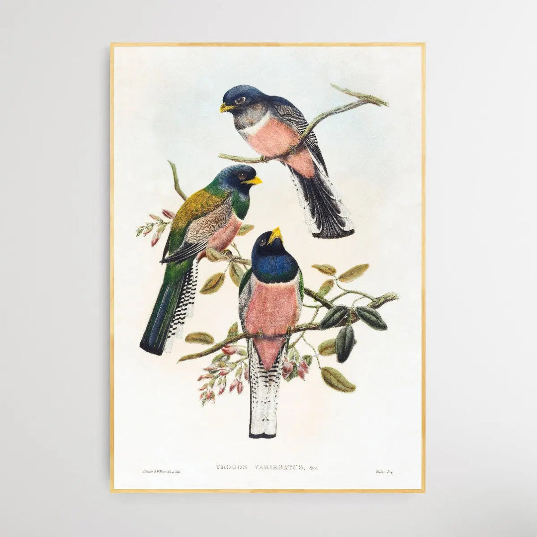 Trogan Variegatus (18041908) I Heart Wall Art Australia 